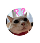 ねこっちっち（個別スタンプ：7）