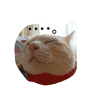 ねこっちっち（個別スタンプ：8）