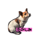 凸凹兄弟ᐠ( ᐛ )ᐟ（個別スタンプ：3）