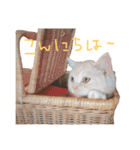 かるびくんスタンプ2（個別スタンプ：8）