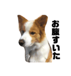 ひろひよとたまに犬猫（個別スタンプ：3）