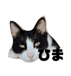 ひろひよとたまに犬猫（個別スタンプ：5）