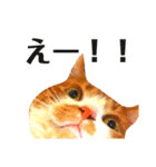 スットボ とろさん（個別スタンプ：20）
