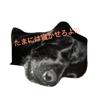 へんてこわんちゃん・ワン！（個別スタンプ：3）