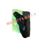 へんてこわんちゃん・ワン！（個別スタンプ：4）