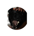 へんてこわんちゃん・ワン！（個別スタンプ：5）