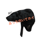 へんてこわんちゃん・ワン！（個別スタンプ：7）