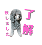 わんこ盛り part1（個別スタンプ：6）