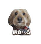 我が家のわんこと我が家の会話（個別スタンプ：1）