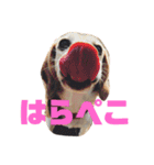 我が家のわんこと我が家の会話（個別スタンプ：4）