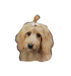 我が家のわんこと我が家の会話（個別スタンプ：11）