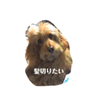 我が家のわんこと我が家の会話（個別スタンプ：15）