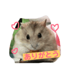 ハムスターのきなこだよ！（個別スタンプ：1）