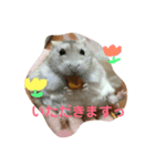 ハムスターのきなこだよ！（個別スタンプ：4）