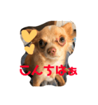 ちわわのきなこ3（個別スタンプ：2）