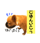 ちわわのきなこ3（個別スタンプ：3）