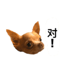ちわわのきなこ3（個別スタンプ：6）