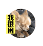 ちわわのきなこ3（個別スタンプ：7）
