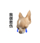ちわわのきなこ3（個別スタンプ：8）