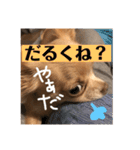 ちわわのきなこ3（個別スタンプ：9）