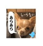 ちわわのきなこ3（個別スタンプ：10）