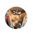 ちわわのきなこ3（個別スタンプ：12）