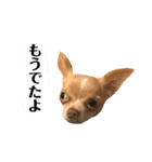 ちわわのきなこ3（個別スタンプ：15）