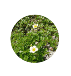 高山植物（個別スタンプ：1）