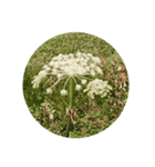 高山植物（個別スタンプ：2）