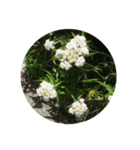 高山植物（個別スタンプ：3）