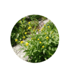 高山植物（個別スタンプ：5）
