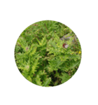 高山植物（個別スタンプ：6）