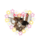 日々けだま2（個別スタンプ：5）