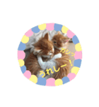 日々けだま2（個別スタンプ：6）