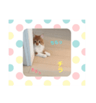日々けだま2（個別スタンプ：9）