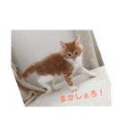 日々けだま2（個別スタンプ：11）