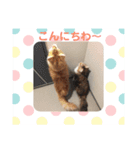 日々けだま2（個別スタンプ：12）