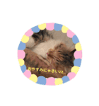 日々けだま2（個別スタンプ：13）