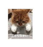 日々けだま2（個別スタンプ：14）