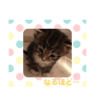 日々けだま2（個別スタンプ：19）