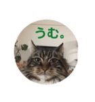 日々けだま2（個別スタンプ：20）