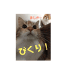 日々けだま2（個別スタンプ：21）