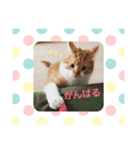 日々けだま2（個別スタンプ：23）
