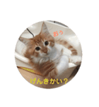 日々けだま2（個別スタンプ：24）