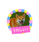 柴犬こころのスタンプ（個別スタンプ：23）