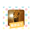 柴犬こころのスタンプ（個別スタンプ：34）