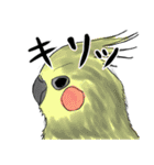 ピーコとどんきち日常編（個別スタンプ：8）