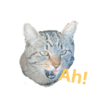 猫が色々しゃべります4（個別スタンプ：1）