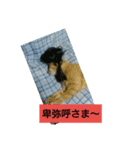 猫が色々しゃべります4（個別スタンプ：3）