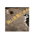 猫が色々しゃべります4（個別スタンプ：4）